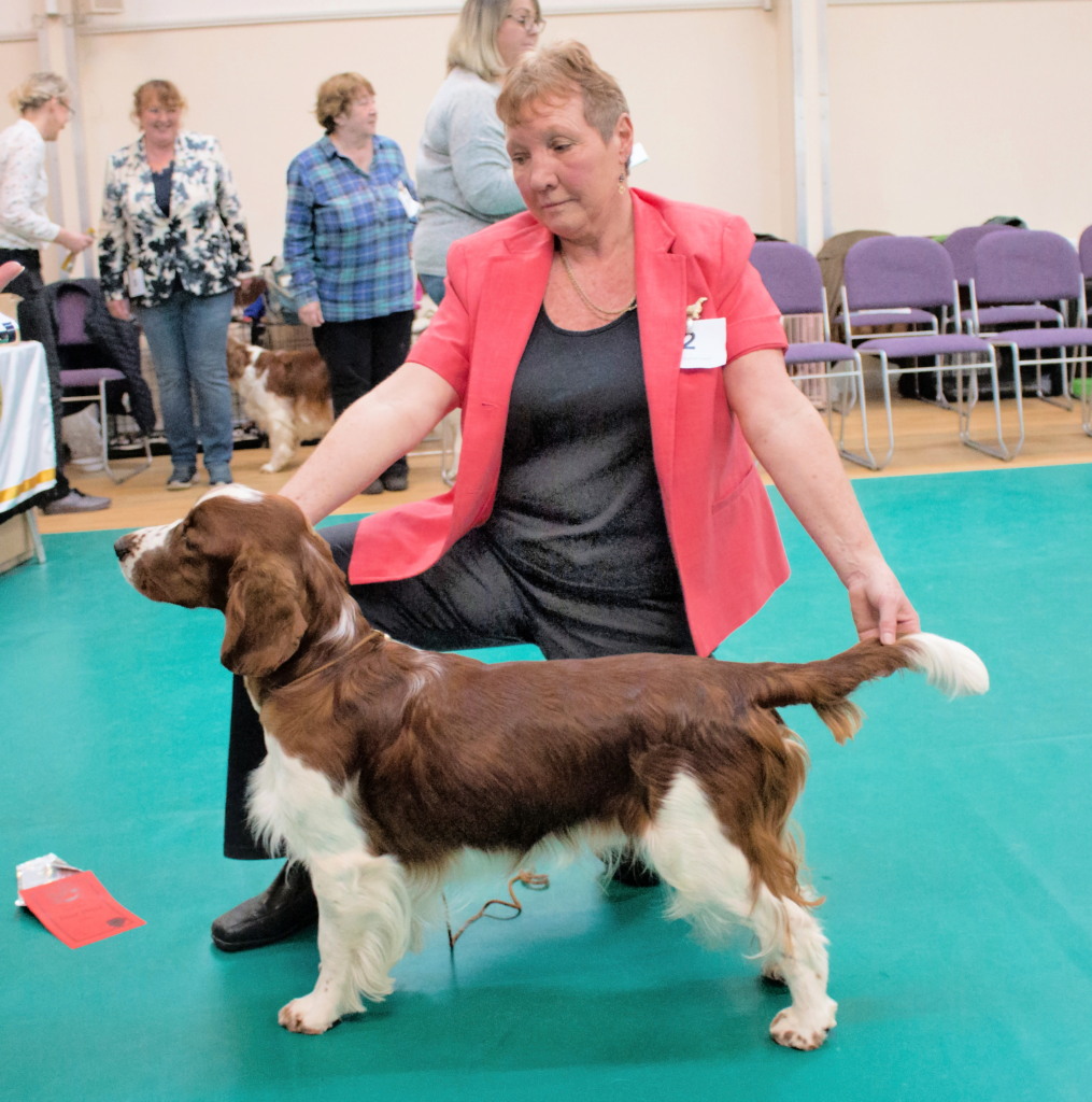 Special Award Junior dog or Bitch Special Award Junior dog or Bitch